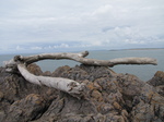 SX22664 Tree trunk beached.jpg